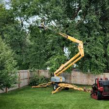 Professional Tree Care in Delmont, PA