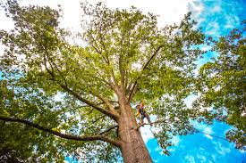 Best Tree Maintenance Programs  in Delmont, PA