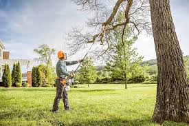 Best Fruit Tree Pruning  in Delmont, PA