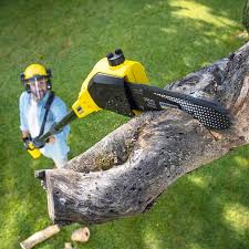 Best Leaf Removal  in Delmont, PA
