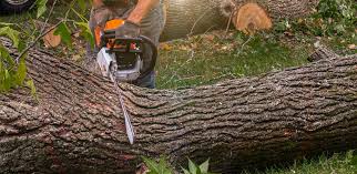 Best Arborist Consultation Services  in Delmont, PA