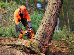 Best Soil Testing and Treatment  in Delmont, PA