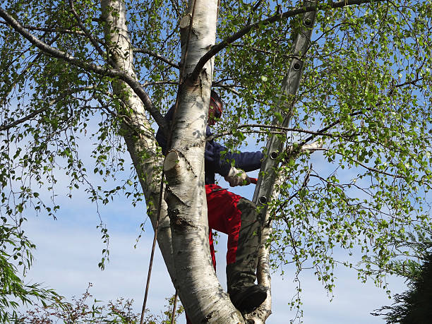 Best Tree Preservation Services  in Delmont, PA